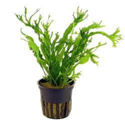 Microsorum pteropus windelov