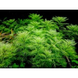 Myriophyllum mattogrossense
