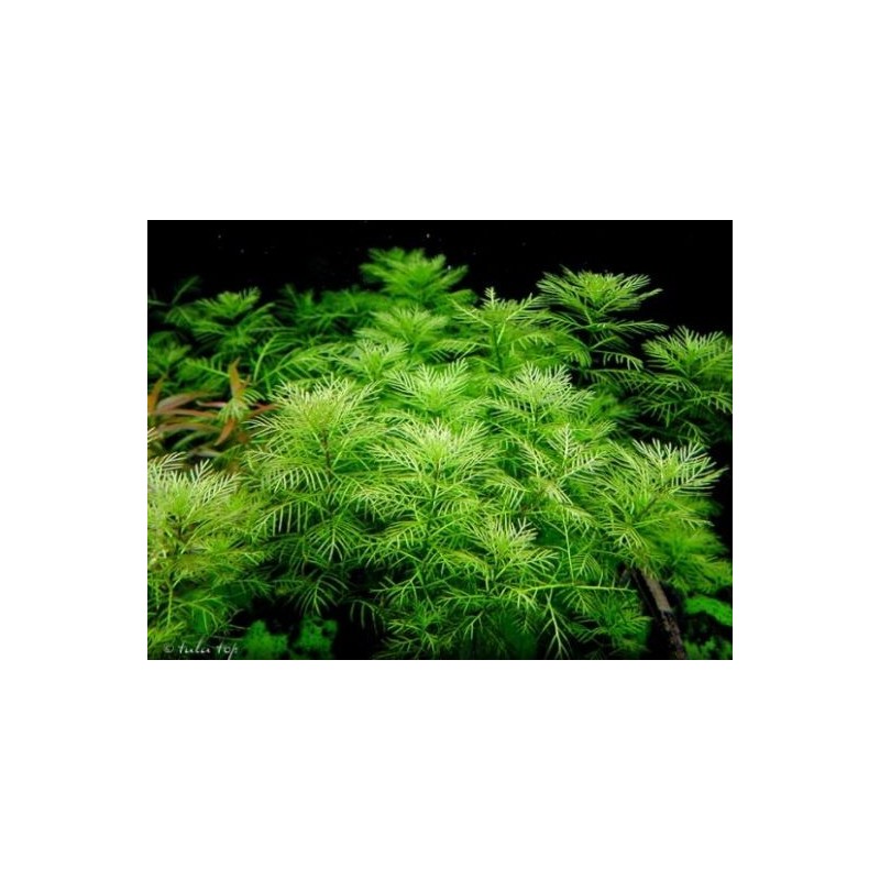 Myriophyllum mattogrossense Myriophyllum mattogrossense