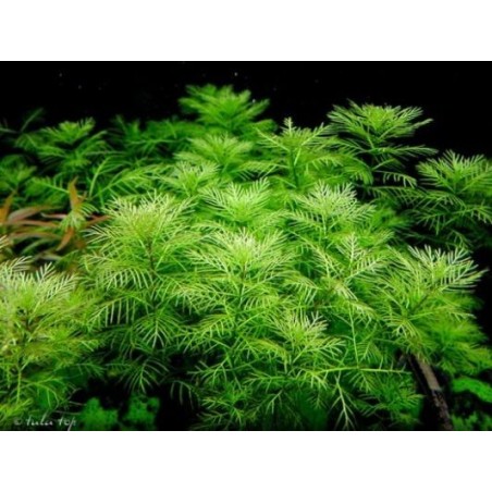 Myriophyllum mattogrossense