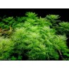Myriophyllum mattogrossense