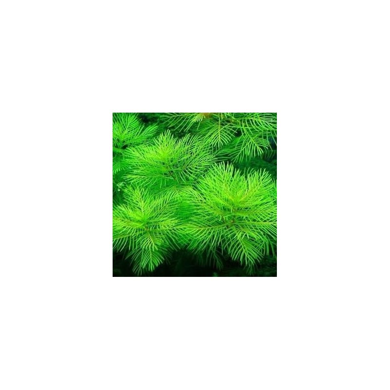 Myriophyllum mattogrossense