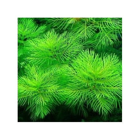 Myriophyllum mattogrossense