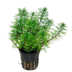Myriophyllum mattogrossense