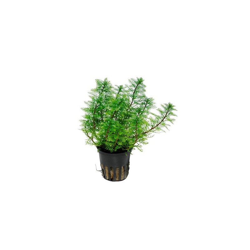 Myriophyllum mattogrossense