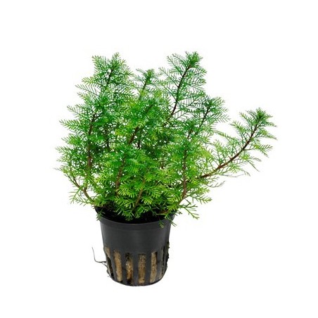 Myriophyllum mattogrossense