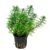 Myriophyllum mattogrossense