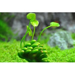 Nymphoides aquatica (banana plant)