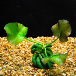 Nymphoides aquatica (banana plant)