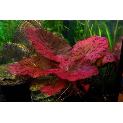 Nymphaea tiger lotus red zenkeri