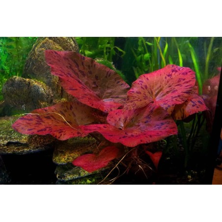 Nymphaea tiger lotus red zenkeri