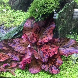 Nymphaea tiger lotus red zenkeri