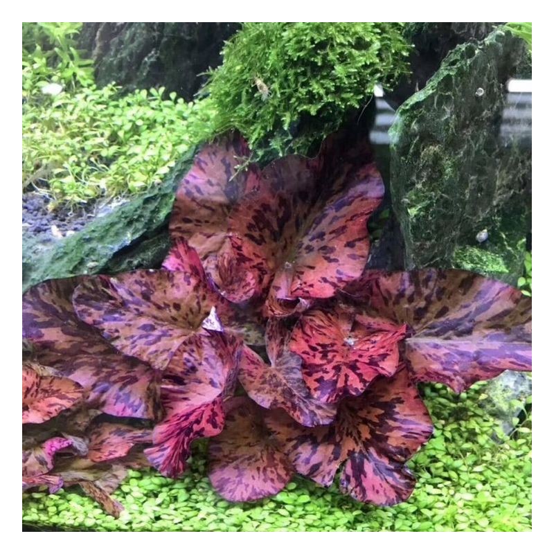 Nymphaea tiger lotus red zenkeri