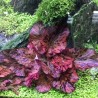 Nymphaea tiger lotus red zenkeri