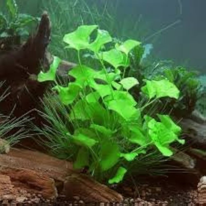 Nymphoides sp. taiwan