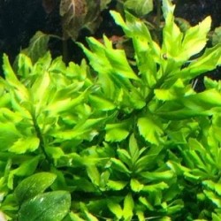 Penthorum sedoides