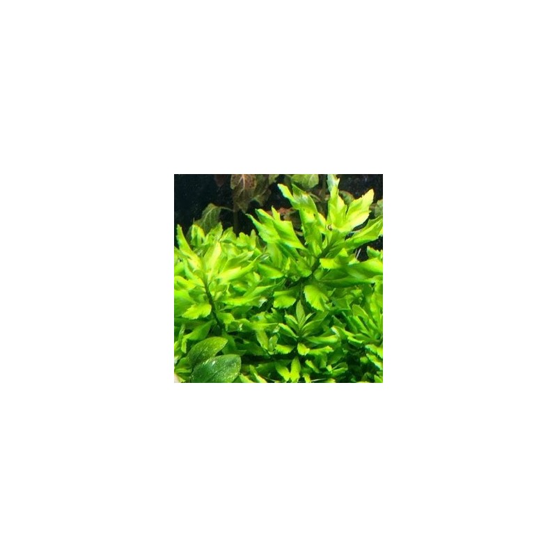 Penthorum sedoides