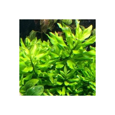 Penthorum sedoides