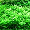 Penthorum sedoides