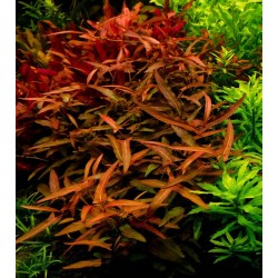 Persicaria praetermissa ruby
