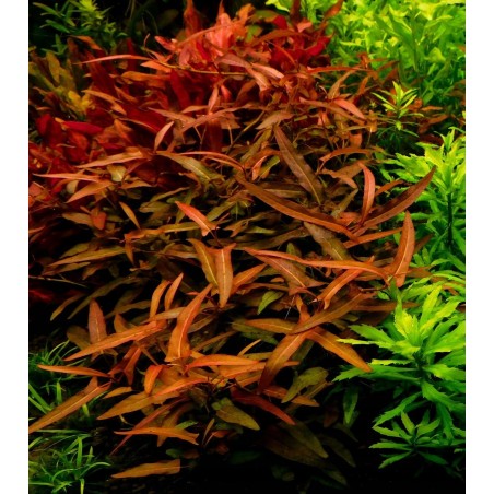 Persicaria praetermissa ruby
