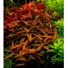 Persicaria praetermissa ruby