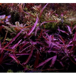 Persicaria praetermissa ruby