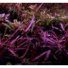 Persicaria praetermissa ruby