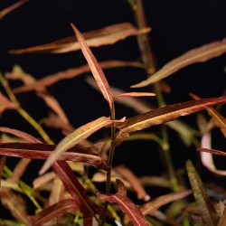 Persicaria praetermissa ruby