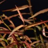 Persicaria praetermissa ruby