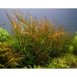 Potamogeton gayi