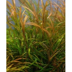 Potamogeton gayi