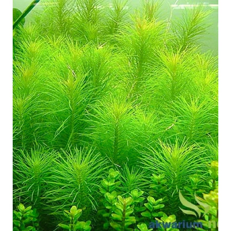 Pogostemon erectus Pogostemon erectus