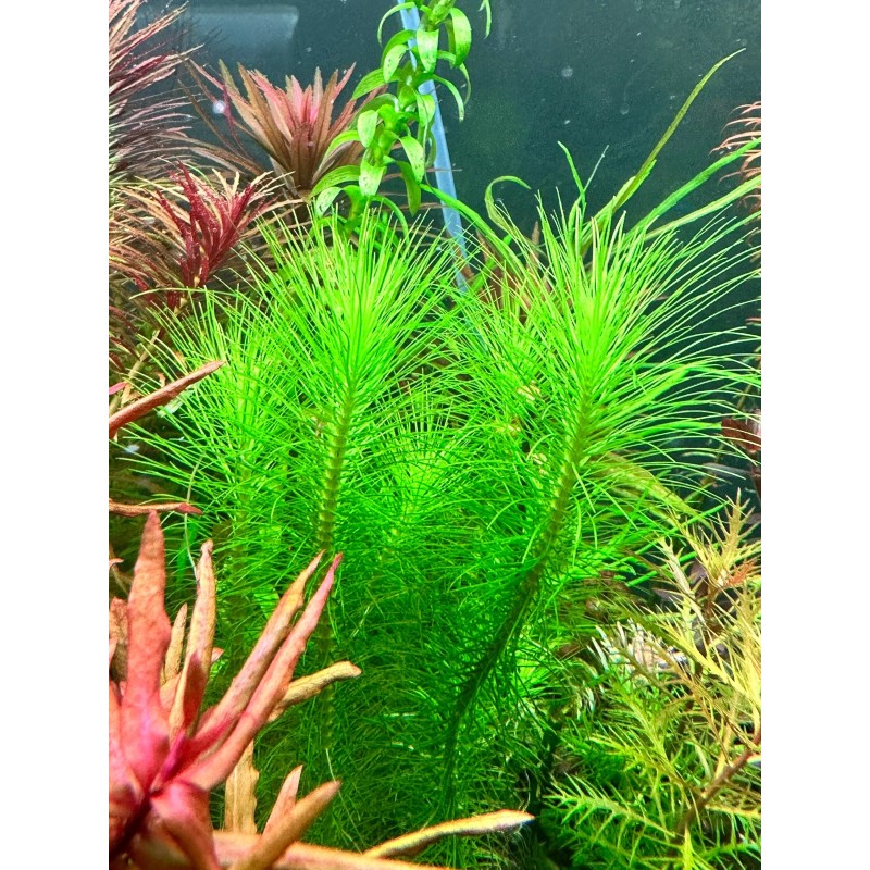 Pogostemon erectus