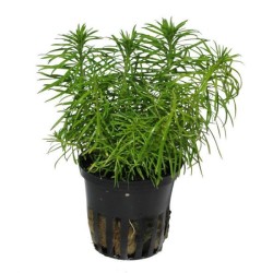 Pogostemon erectus