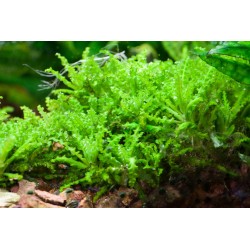 Pogostemon helferi