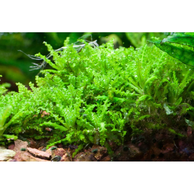 Pogostemon helferi Pogostemon helferi
