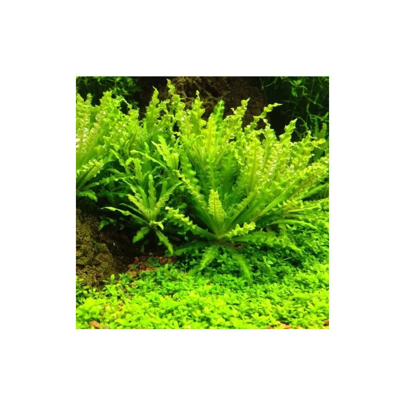 Pogostemon helferi