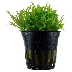 Pogostemon helferi