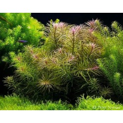 Pogostemon stellatus