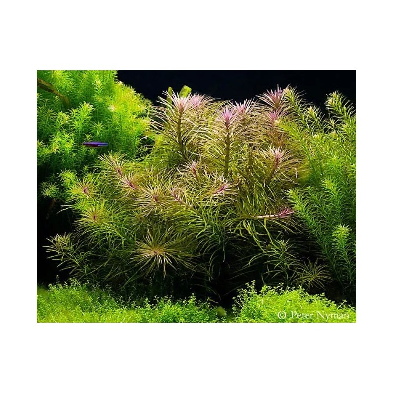 Pogostemon stellatus Pogostemon stellatus