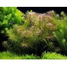 Pogostemon stellatus