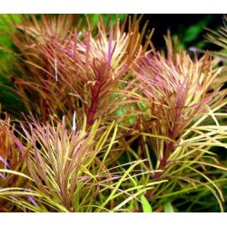 Pogostemon stellatus