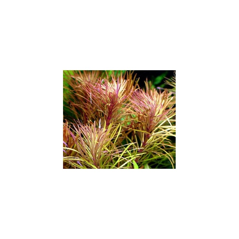 Pogostemon stellatus