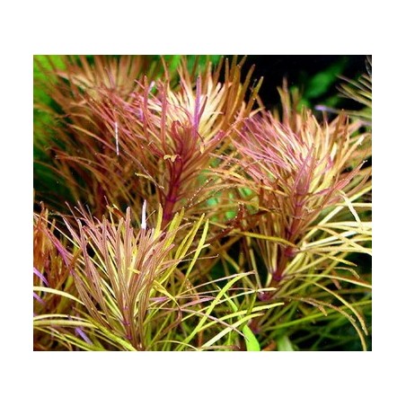 Pogostemon stellatus