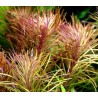 Pogostemon stellatus