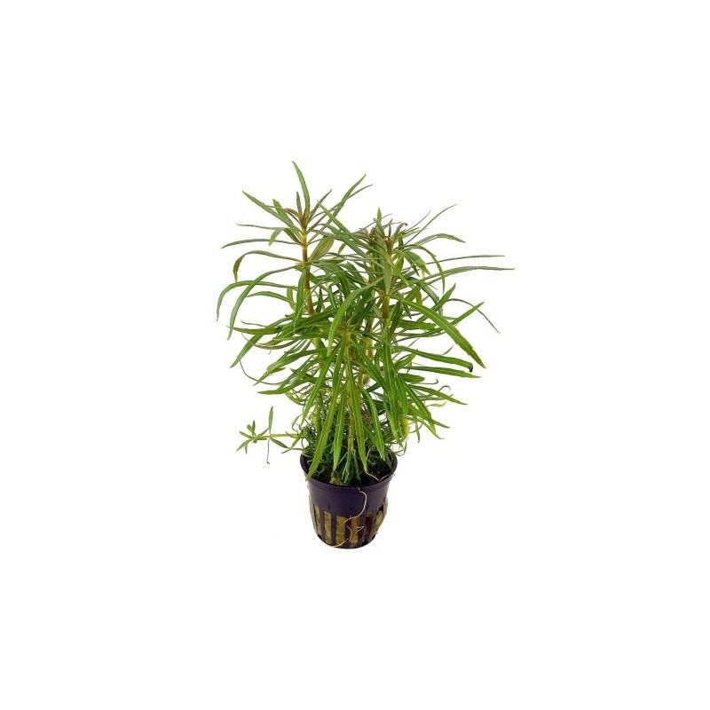 Pogostemon stellatus