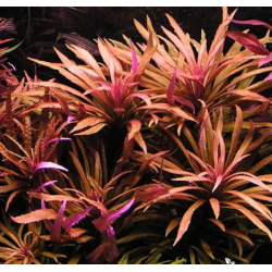 Pogostemon stellatus broadleaf