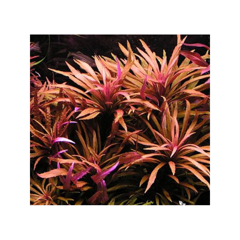 Pogostemon stellatus broadleaf Pogostemon stellatus broadleaf