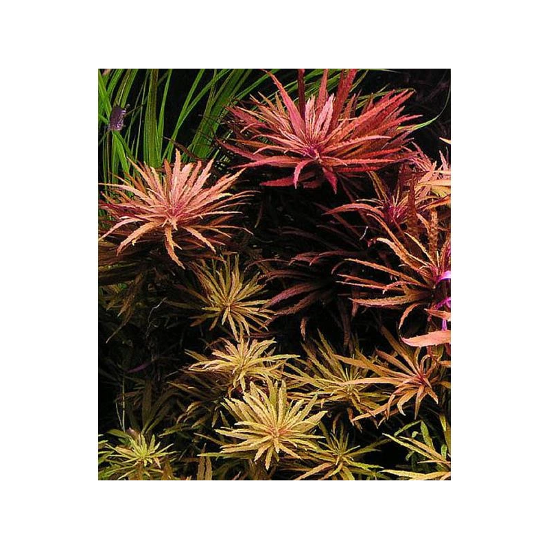 Pogostemon stellatus broadleaf